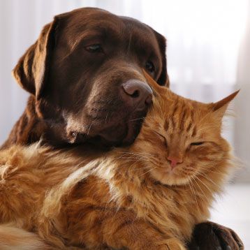 dog and cat